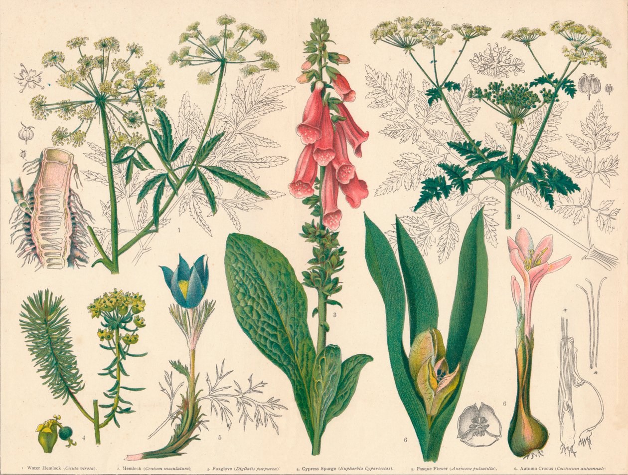 „British Poisonous Plants”, 19. század közepe-vége. alkotó: Cassell and Co