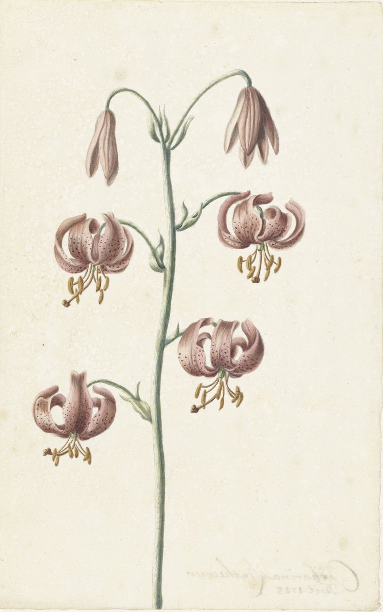 Gally vörösesbarna liliommal alkotó: Catharina Lintheimer