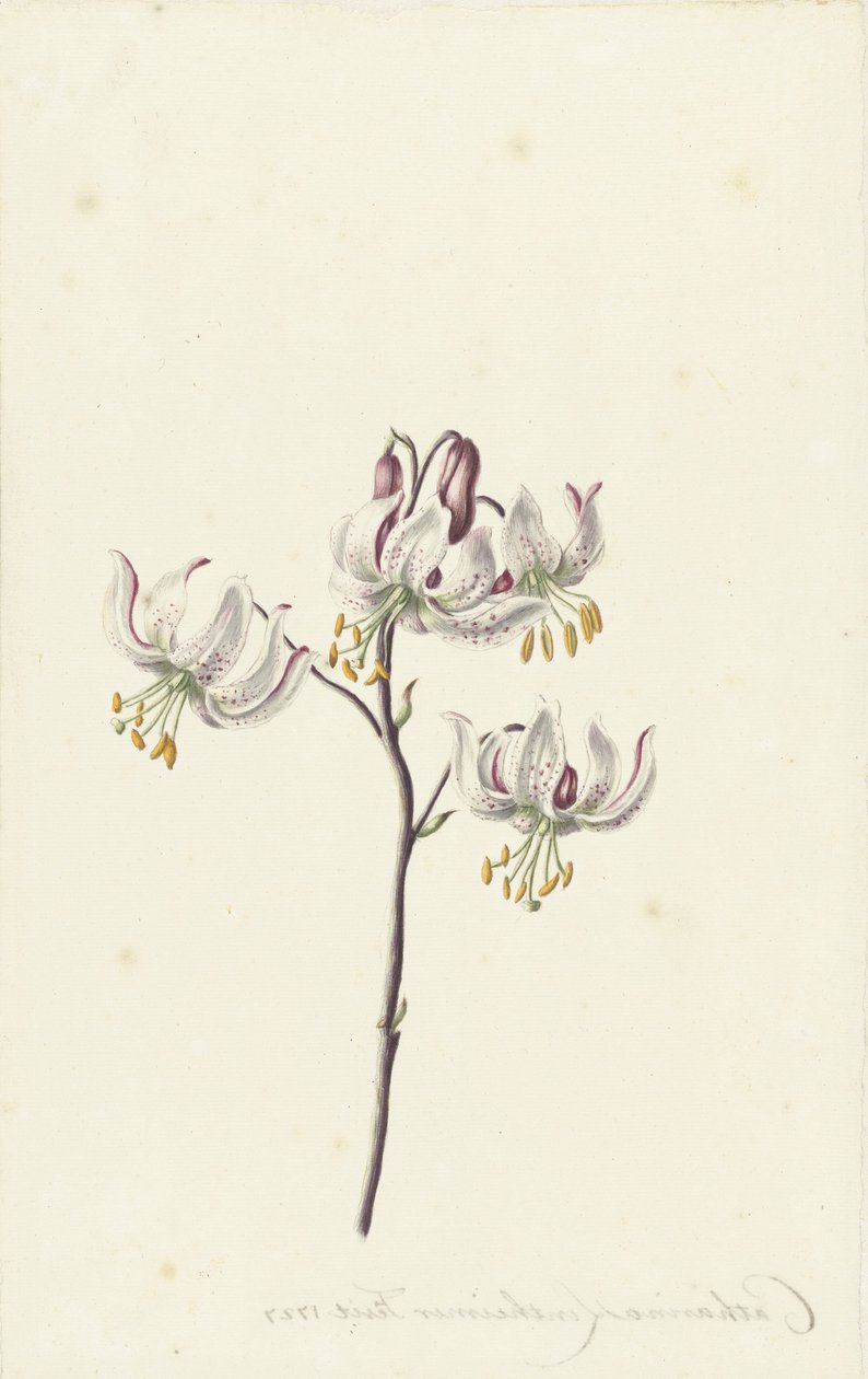 Gally négy fehér liliommal alkotó: Catharina Lintheimer