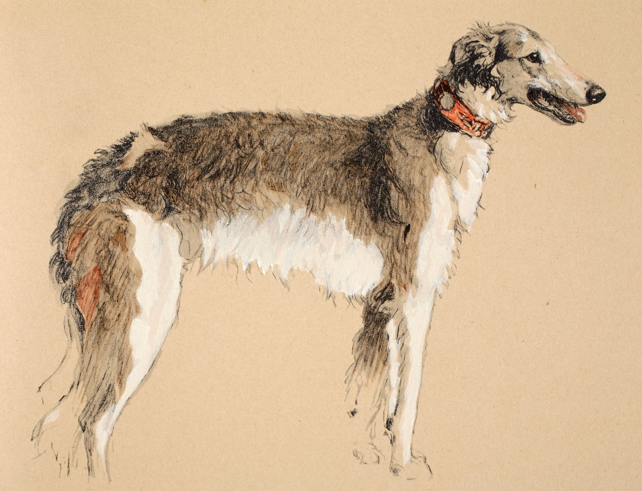 Borzoi, 1930, Illusztrációk a „Csak a barátok között” című vázlatkönyvéből, Aldin, Cecil Charles Windsor (1870-1935), később kiadta az Eyre and Spottiswoode Limited, 1934, Chalk and Charcoal on alkotó: Cecil Charles Windsor Aldin