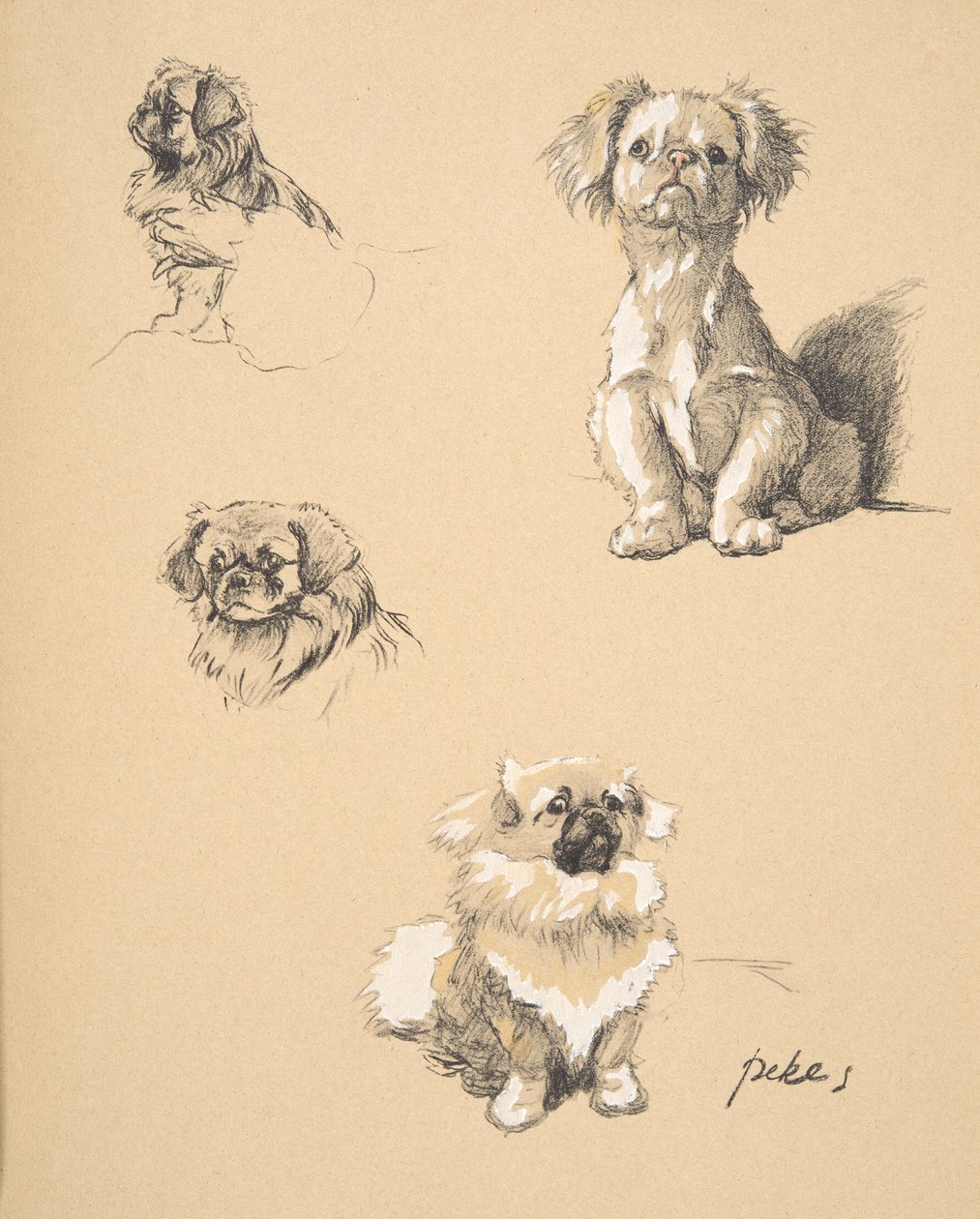 Pekes, 1930, Illusztrációk a „Csak a barátok között” című vázlatfüzetéből, Aldin, Cecil Charles Windsor (1870-1935), később kiadta: Eyre and Spottiswoode Limited, 1934, Chalk and Charcoal on p. alkotó: Cecil Charles Windsor Aldin