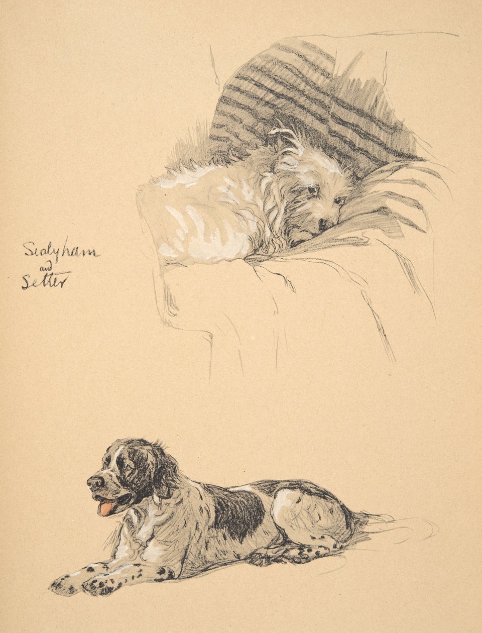 Sealyham és Szetter, 1930, Illusztrációk a vázlatfüzetéből, amelyet a „Csak a barátok közt” használt, Aldin, Cecil Charles Windsor (1870-1935), később kiadta: Eyre és Spottiswoode Limited, 1934, Kréta és alkotó: Cecil Charles Windsor Aldin