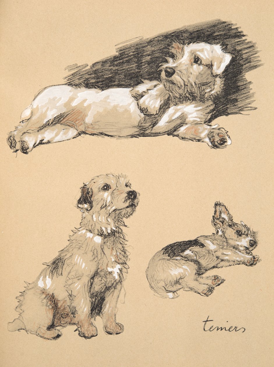 Terrierek, 1930, Illusztrációk a vázlatfüzetéből, a „Csak a barátok között”, Aldin, Cecil Charles Windsor (1870-1935), később kiadó: Eyre and Spottiswoode Limited, 1934, Chalk and Charcoal o alkotó: Cecil Charles Windsor Aldin