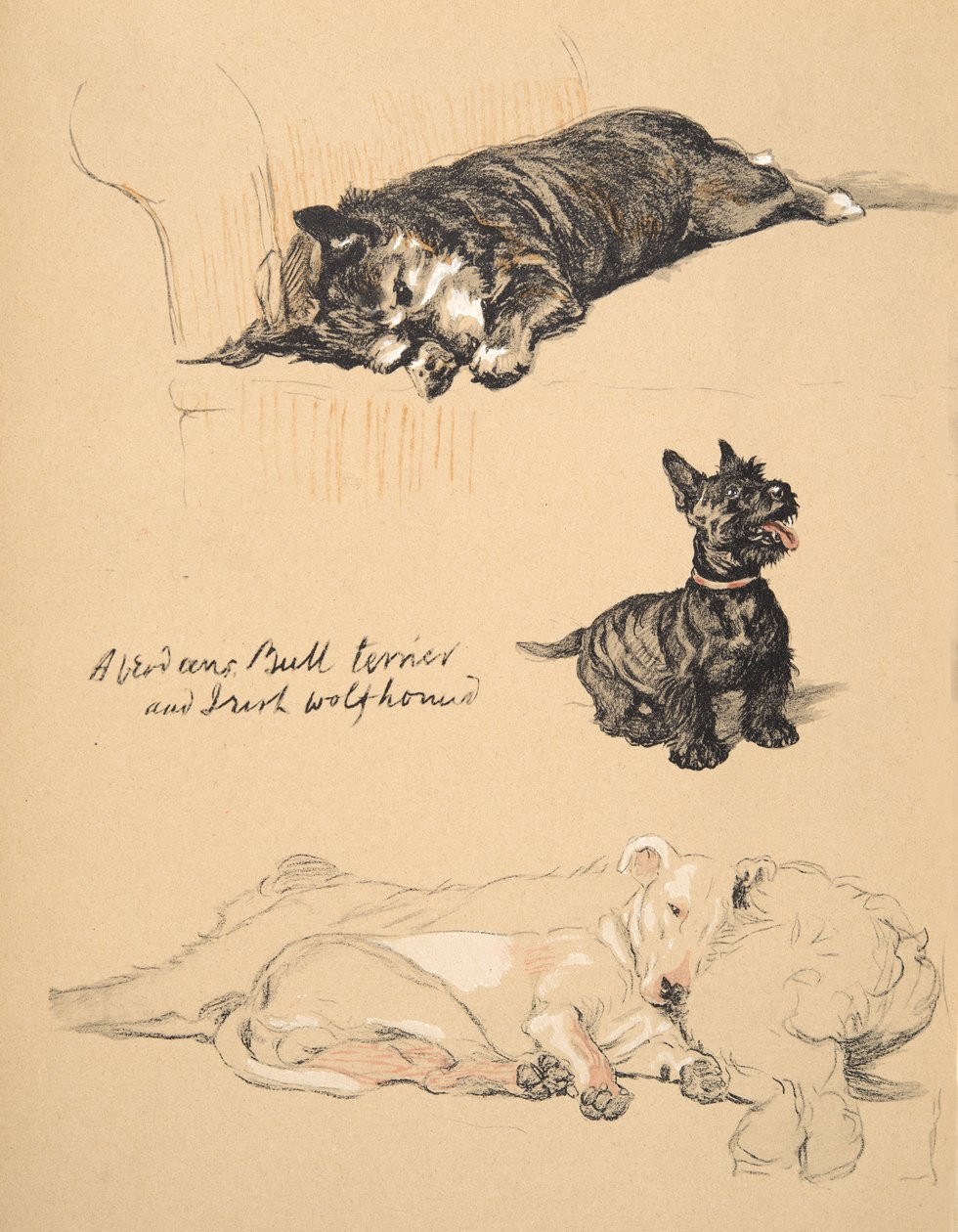 Aberdeens, bullterrier és ír farkaskutya, 1930, Illusztrációk a vázlatfüzetéből, amelyet a Csak a barátok között, Aldin, Cecil Charles Windsor (1870-1935) című könyvéhez használtak, később kiadta: Eyre és Spottiswoode Li alkotó: Cecil Charles Windsor Aldin