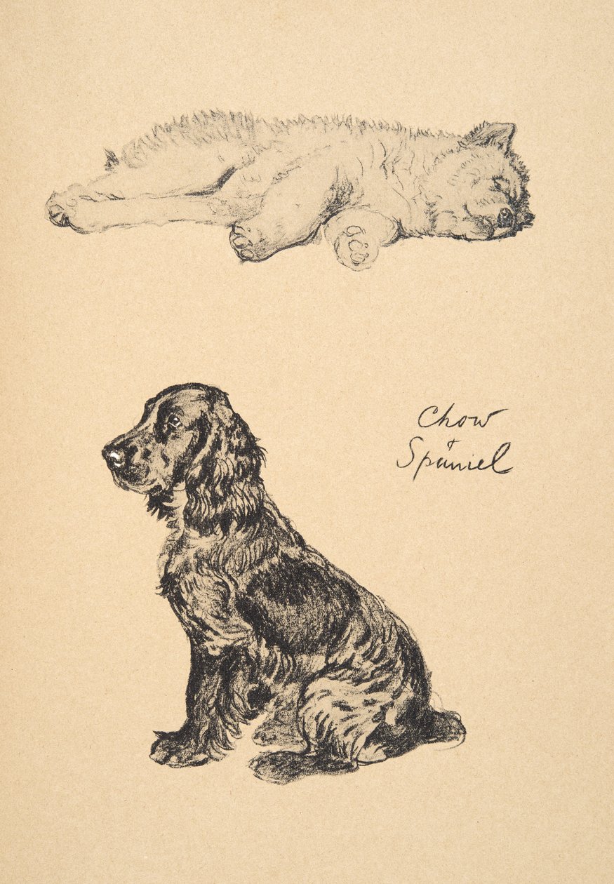 Chow és spániel, 1930, Illusztrációk a „Csak a barátok között” című vázlatfüzetéből, Aldin, Cecil Charles Windsor (1870-1935), később kiadta: Eyre and Spottiswoode Limited, 1934, Chalk and Ch alkotó: Cecil Charles Windsor Aldin
