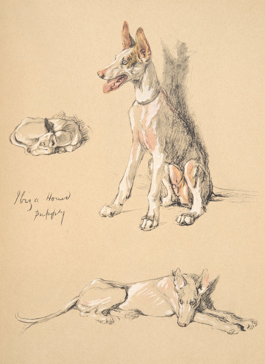 Ibiza Hound Puppy, 1930, Illusztrációk a vázlatfüzetéből, a Csak a barátok között, Aldin, Cecil Charles Windsor (1870-1935), később kiadó: Eyre and Spottiswoode Limited, 1934, Chalk and Ch alkotó: Cecil Charles Windsor Aldin