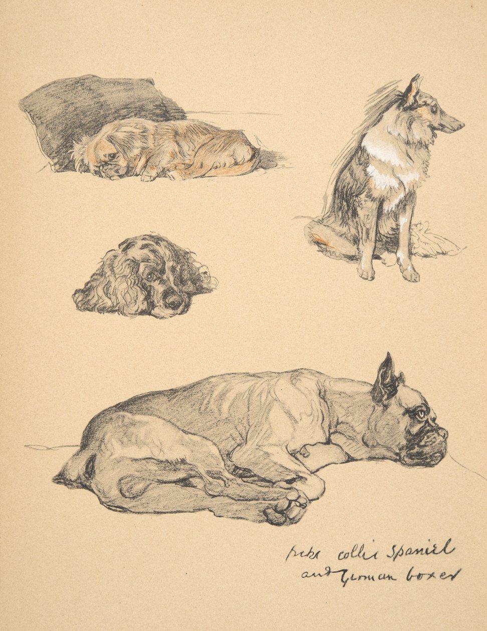 Peke, Collie, spániel és német boxer, 1930, Illusztrációk a „Csak a barátok között” című vázlatfüzetéből, Aldin, Cecil Charles Windsor (1870-1935), kiadó: Eyre és Spottiswoode Limited, 1934, C alkotó: Cecil Charles Windsor Aldin