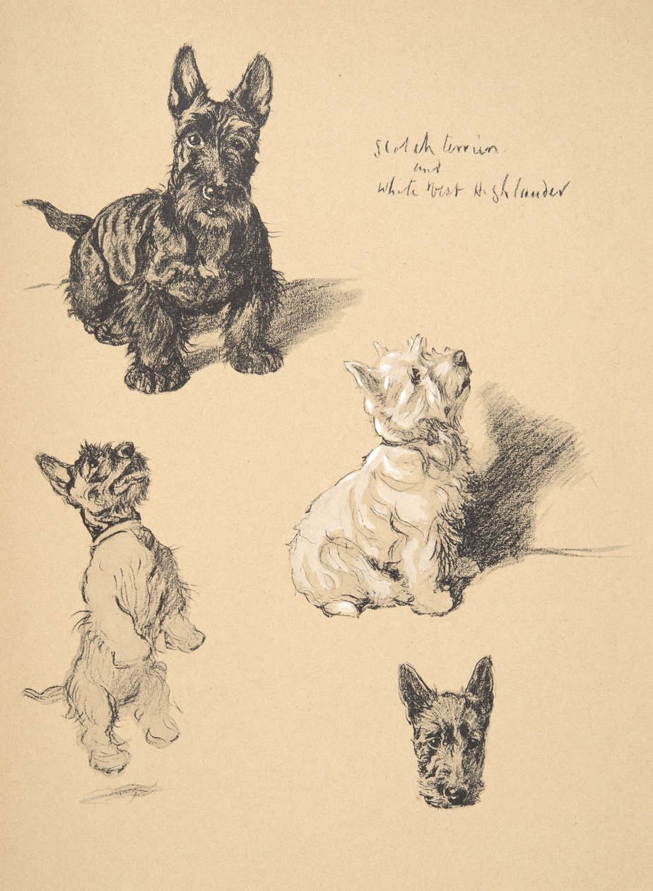 Skót terrier és White West Highlander, 1930, Illusztrációk a vázlatfüzetéből, amelyet a Csak a barátok között, Aldin, Cecil Charles Windsor (1870-1935) című könyvében használtak, később Eyre és Spottiswoode Limit kiadó. alkotó: Cecil Charles Windsor Aldin