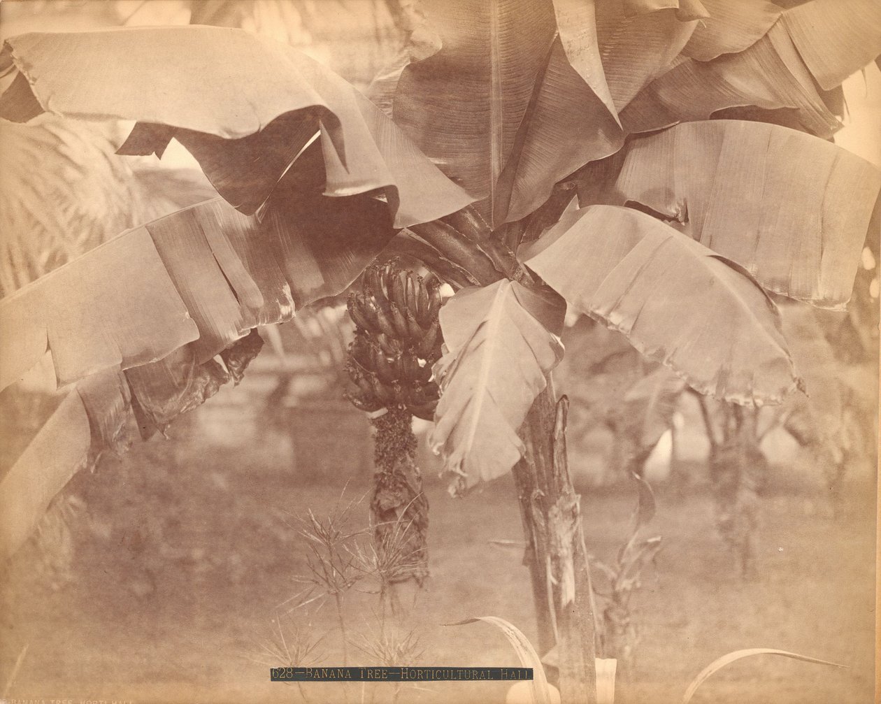 Banánfa, Kertészeti Csarnok, Centenáriumi Kiállítás, Philadelphia alkotó: Centennial Photographic Co.