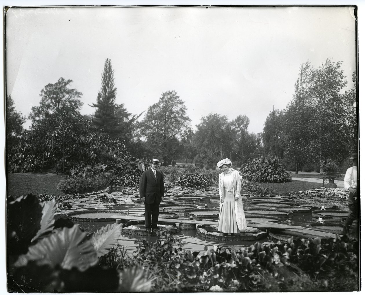 Vízszintes, fekete -fehér fénykép, amelyen egy férfi és egy nő áll a hatalmas liliompárnákon a Tower Grove Park liliomtójában. alkotó: Charles Clement Holt