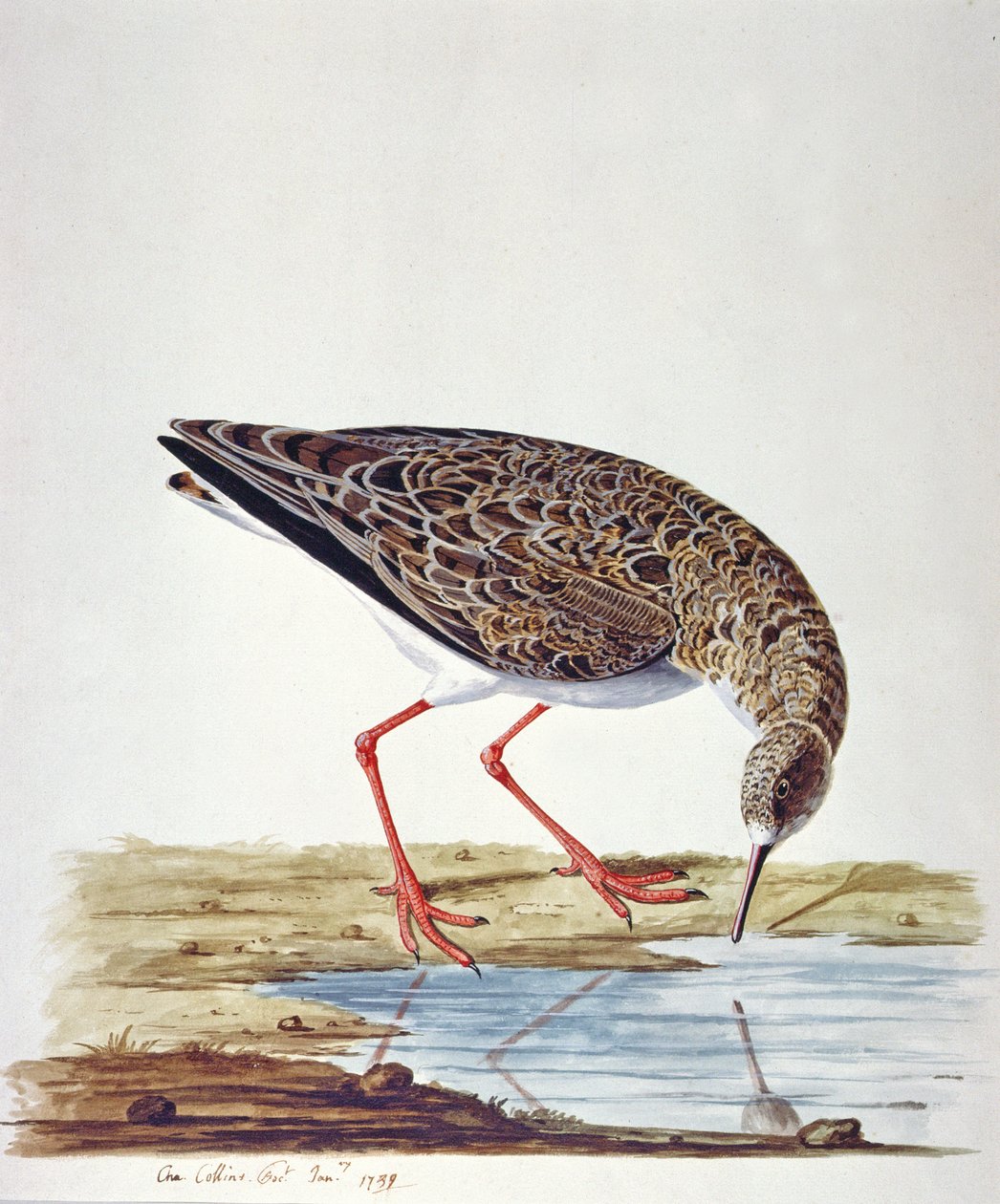 Göndör homokpipa alkotó: Charles Collins