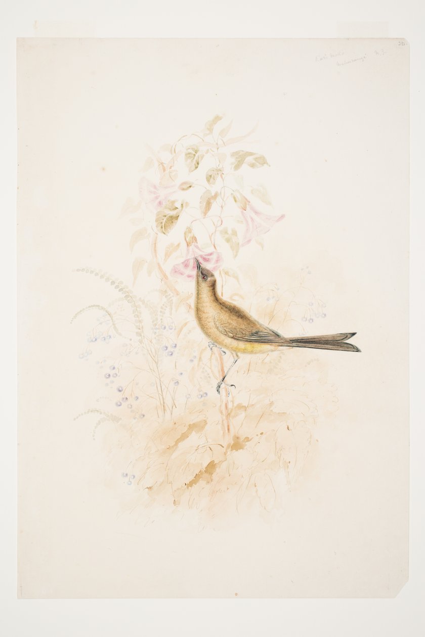 Kari Mako (Korimako) Mahurangi N.Z. írta: Charles Heaphy alkotó: Charles Heaphy