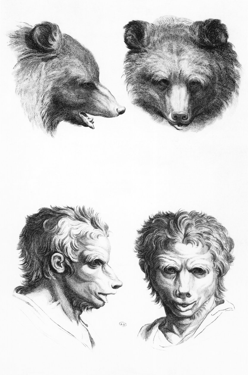 Hasonlóságok a medve és az ember feje között, Le Brun „Livre de portraiture öntsük azokat, akik rajzolni kezdenek” című művéből alkotó: Charles Le Brun