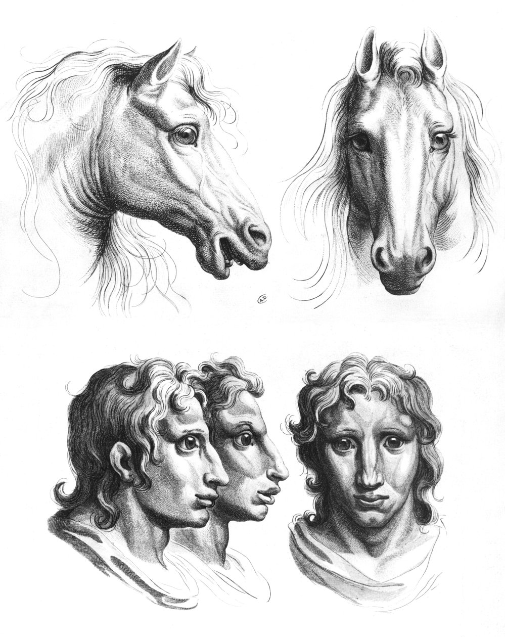 Hasonlóságok a ló és az ember feje között, Le Brun „Arcképek könyve azoknak, akik elkezdenek rajzolni” című könyvéből alkotó: Charles Le Brun