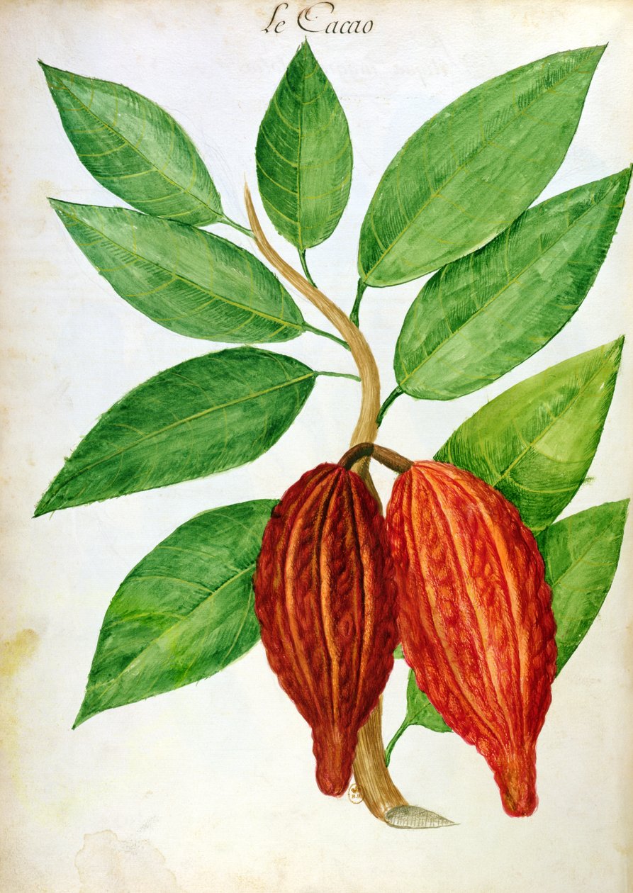 Cacao, az Antillák növényeiről és civilizációjáról szóló kéziratból, 1686 körül alkotó: Charles Plumier