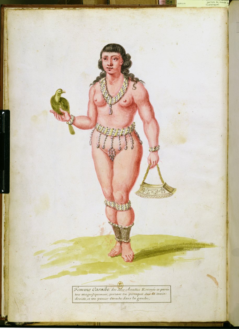 A Karib-térség őshonos papagájjal, az Antillák növényeiről és civilizációjáról szóló kéziratból, 1686 körül alkotó: Charles Plumier
