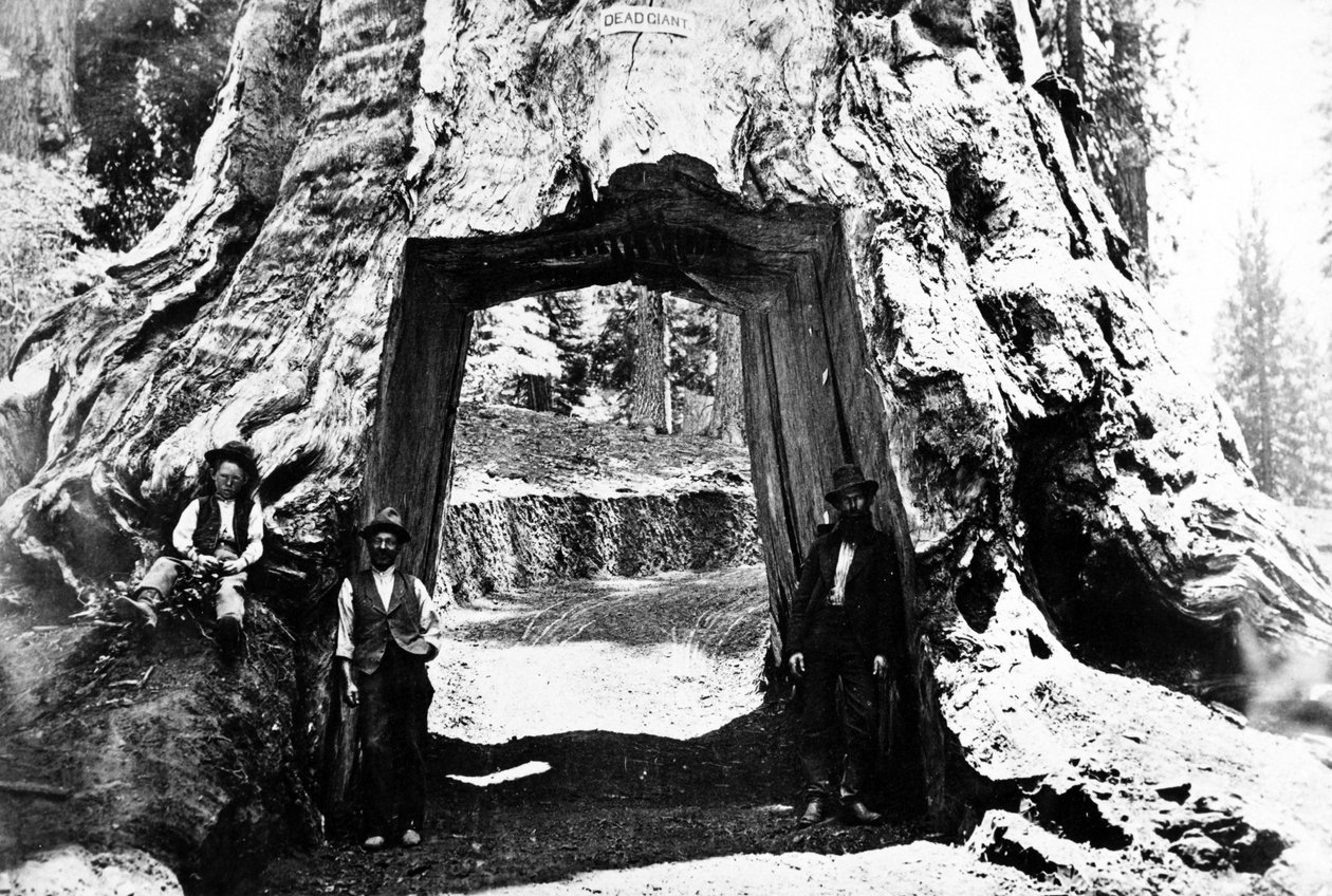 Wawona fa, 1890 körül alkotó: Charles Roscoe Savage
