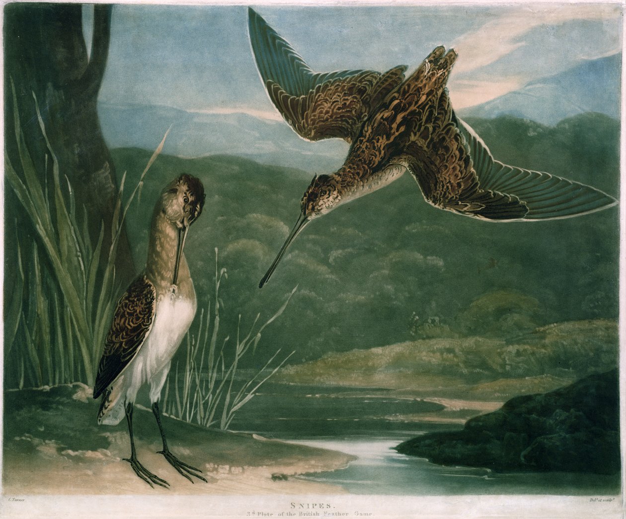Snipes, British Feather Game 3. tányérja, a művész által metszett, kocsma. R. Ackermann, 1810 körül (mezzotinta metszet) alkotó: Charles Yardley Turner