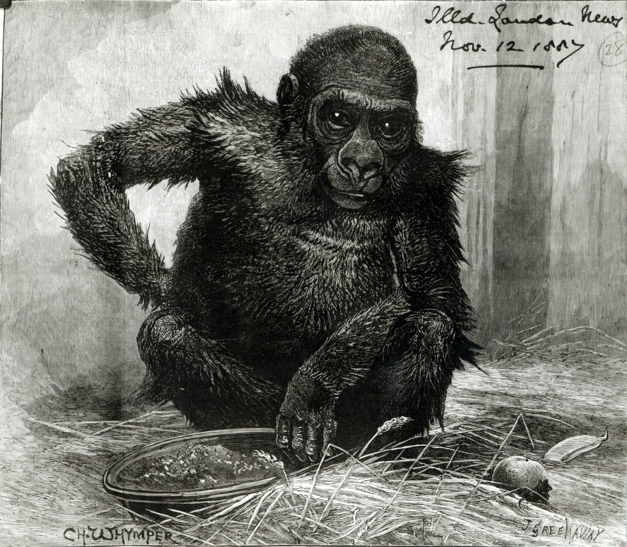 Gorilla a Zoological Society