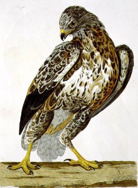 Az egerészölyv (Buteo buteo) a "The British Zoology, Class II: Birds" című műből, metszette Peter Mazell (fl.1761-97) 1766 (metszet). alkotó: Charles (after) Collins