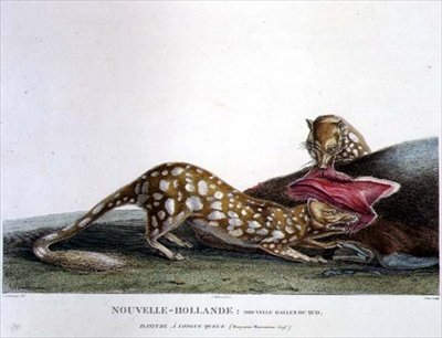 Dasyurus Macrourus, egy hosszú farkú Dasyure, Új-Dél-Walesből, Új-Hollandiából, 33. tábla a „Felfedezési út ausztrál földekre” címmel, vésett Canu, pub. 1800-04 (színes metszet) alkotó: Charles Alexandre (after) Lesueur
