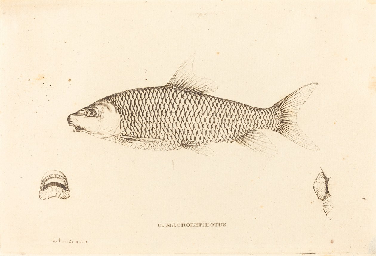 C. Macrolepidotus alkotó: Charles Alexandre Lesueur