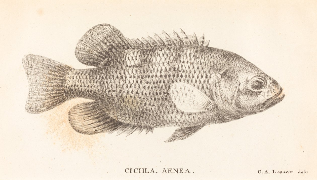 Cichla, Aeneas alkotó: Charles Alexandre Lesueur