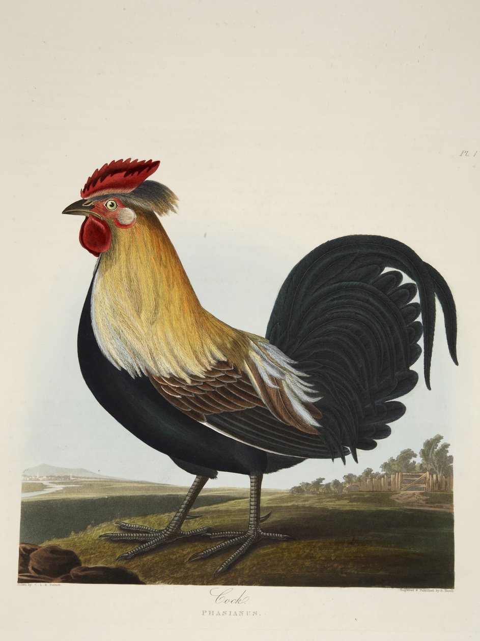 Cock, Phasianus, az „A Selection of British Birds”, pub. 1835 (kézzel színezett metszet) alkotó: Charles Auguste (after) Steuben