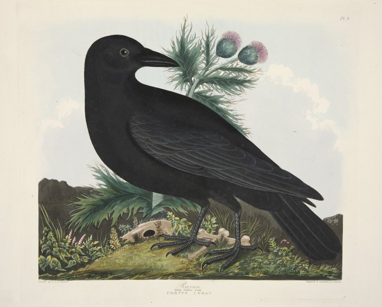 Raven, Corvus Corai, "A Selection of British Birds", pub. 1835 (kézzel színezett metszet) alkotó: Charles Auguste (after) Steuben