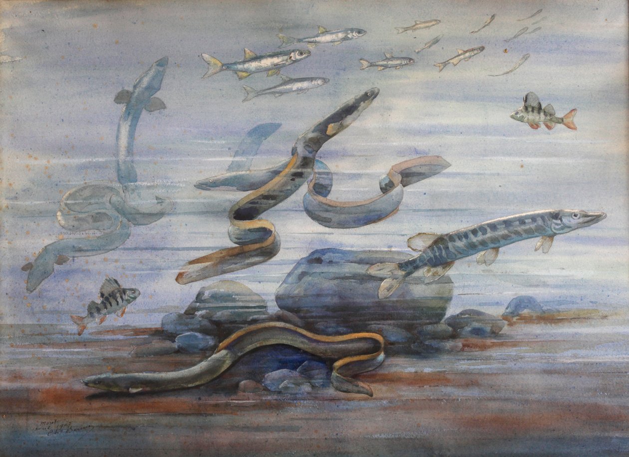 Tengeri hal, 1907 körül (akvarell) alkotó: Charles Bernier
