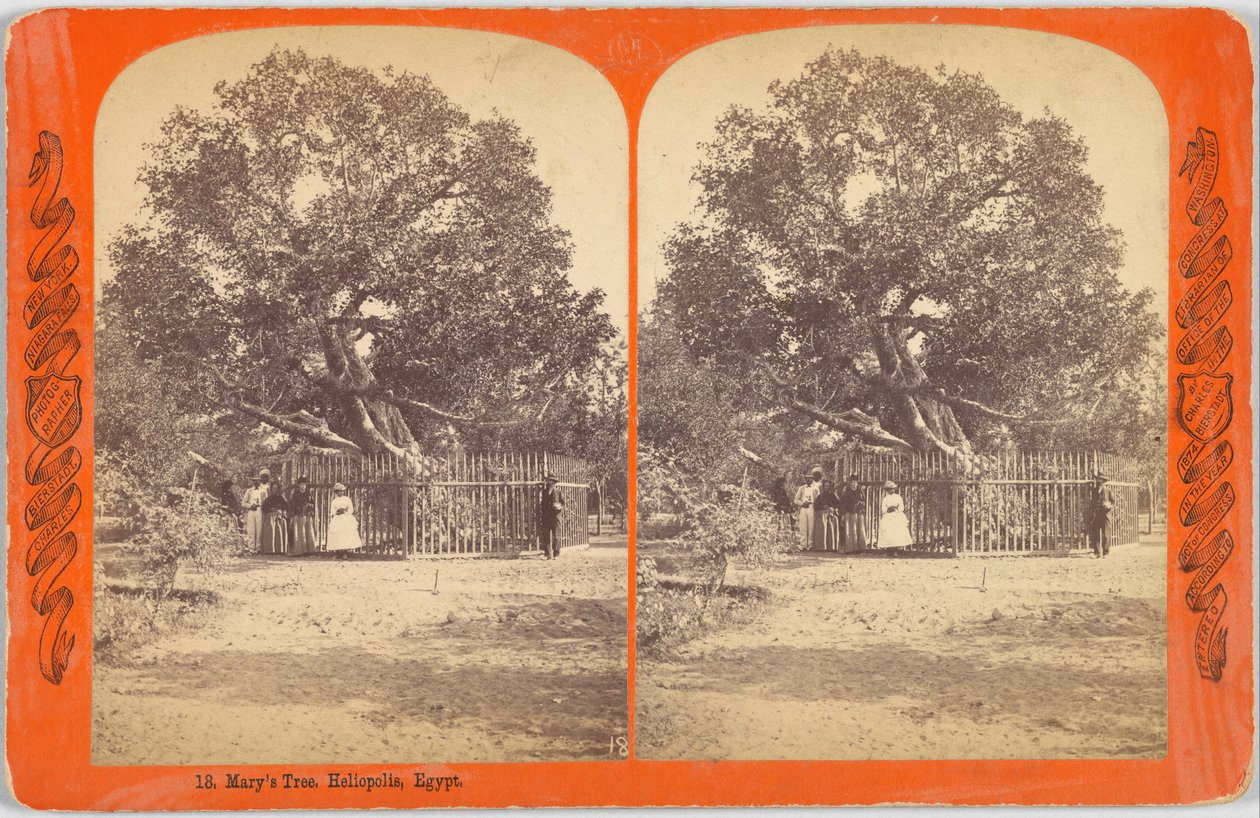 Mária fája. Heliopolis, Egyiptom alkotó: Charles Bierstadt