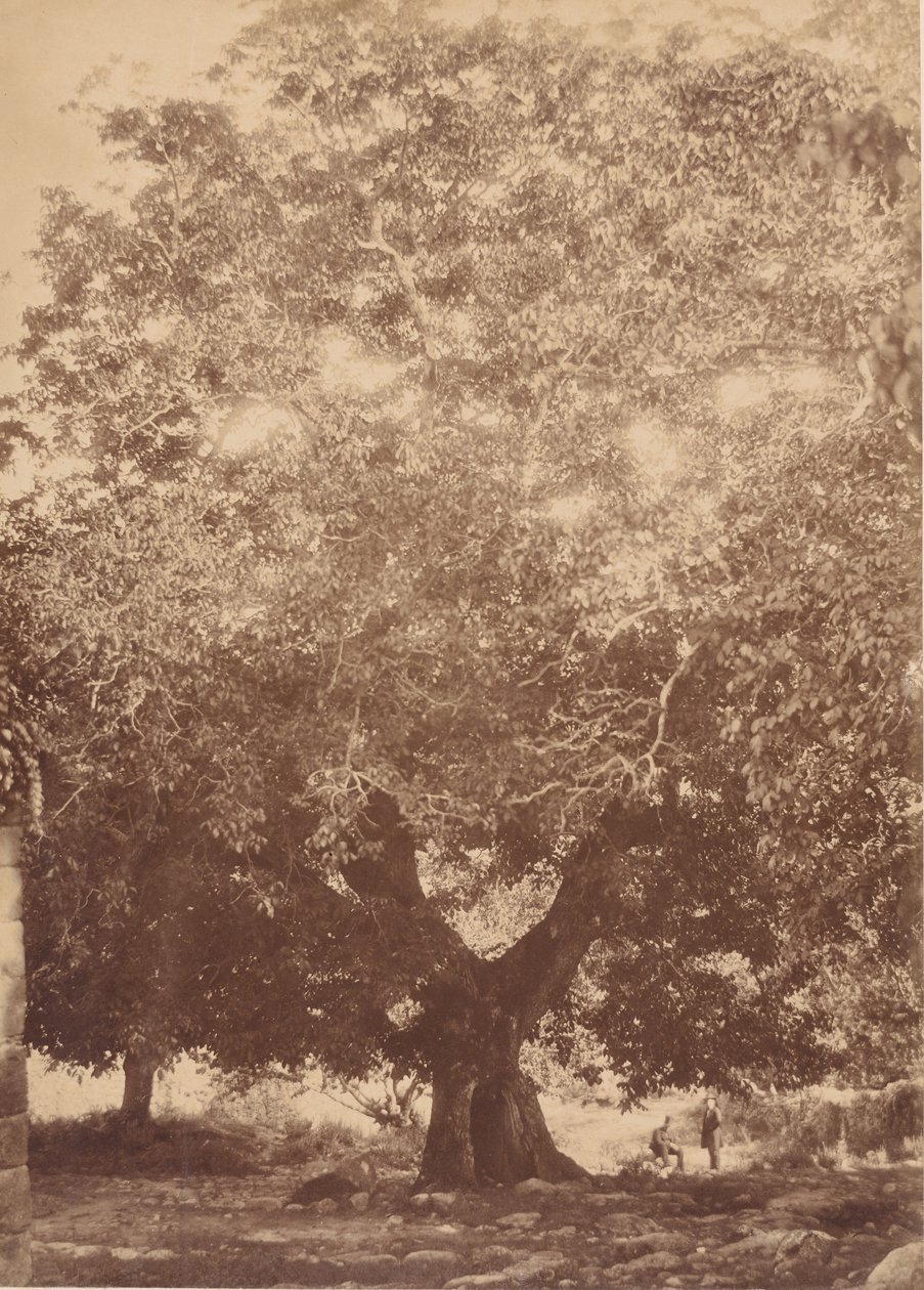 V. Károly császár diófája, Yuste, 1858. alkotó: Charles Clifford