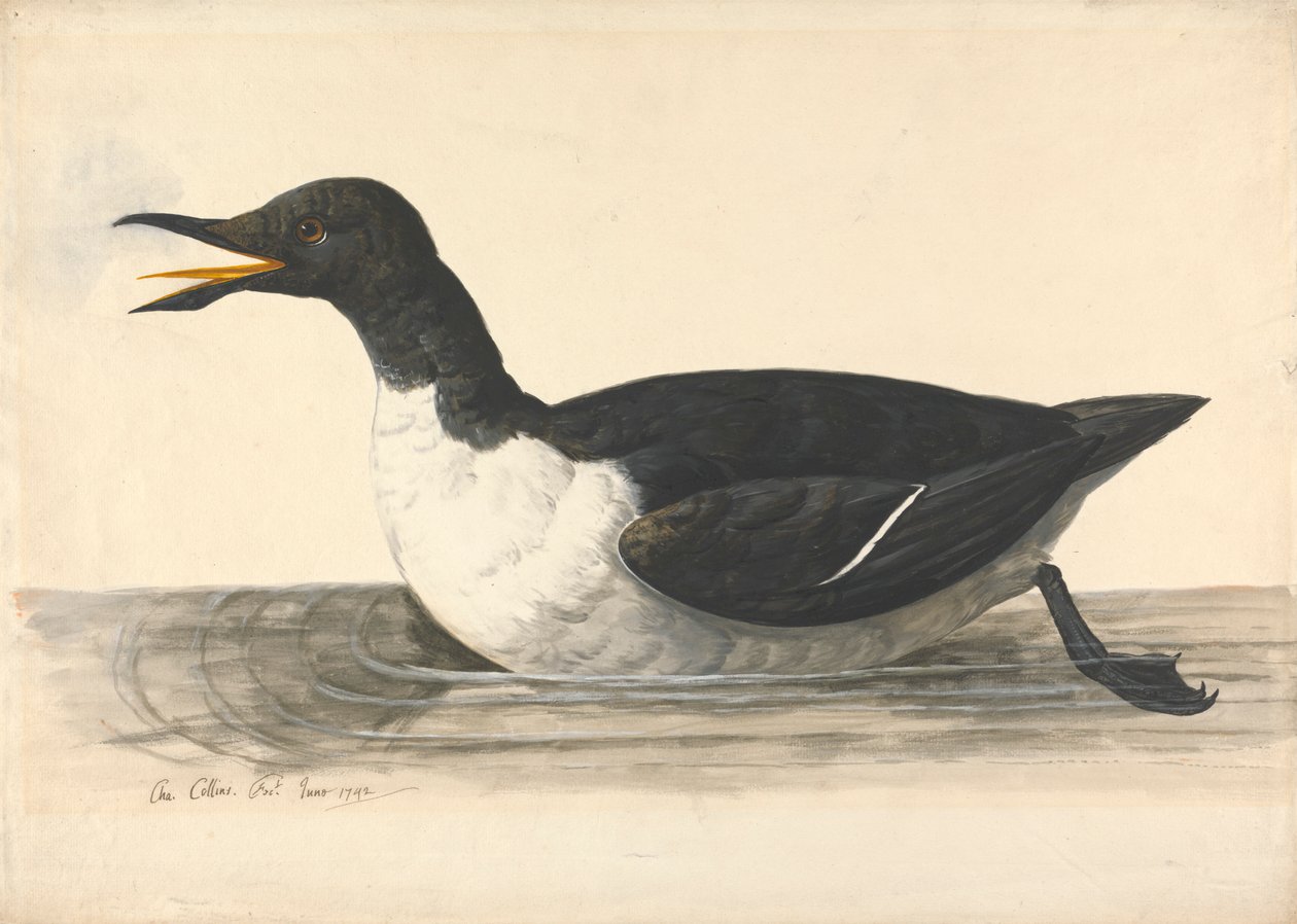 A William, 1742. június alkotó: Charles Collins