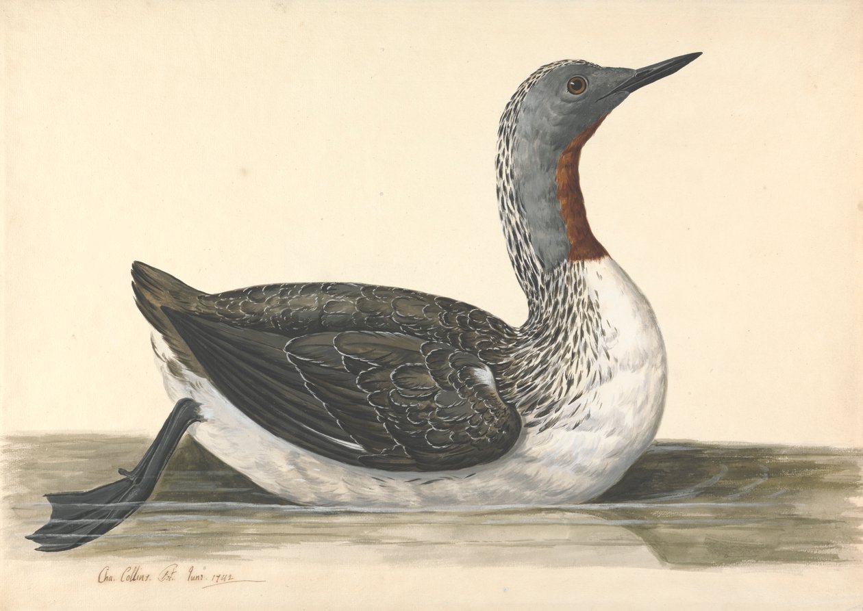 Vöröstorkú búvár, 1742. június alkotó: Charles Collins