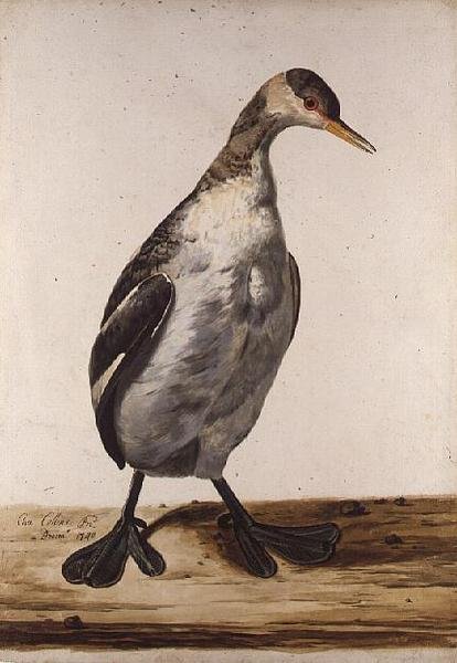 The Greater Loon (akvarell papíron) alkotó: Charles Collins