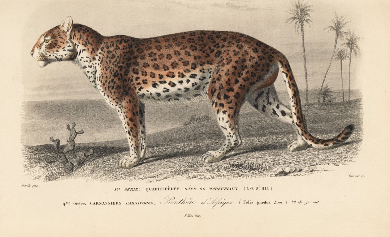 Leopárd, Charles D