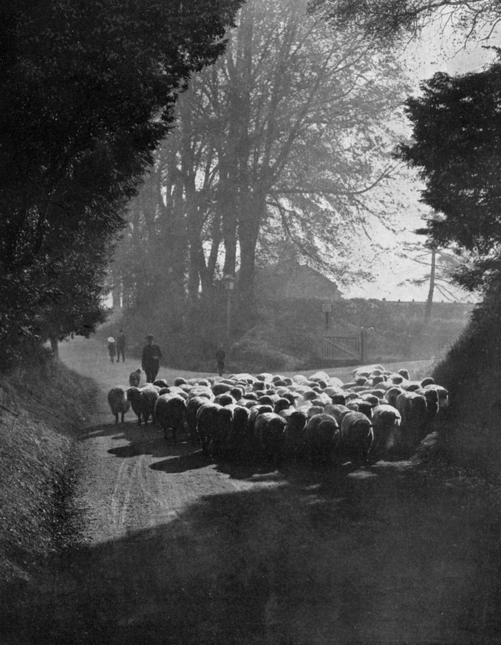 Birkák úton a Wilton Sheep Fair felé, Wilton, Wiltshire, 1924-1926 alkotó: Charles E. Brown