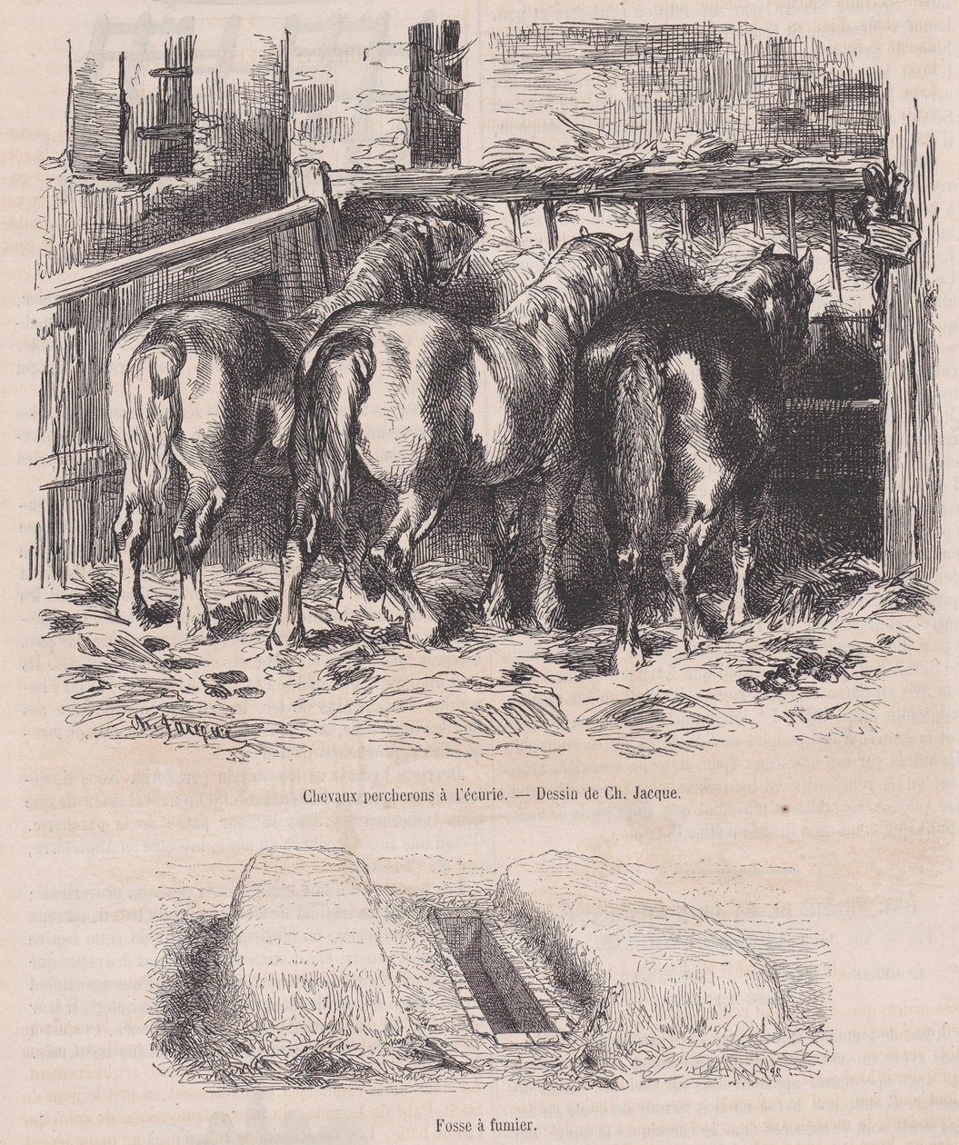 Percheron lovak az istállóban, trágya gödör, Magasin Pittoresque-ből, kb. 1852., kb. 1852. alkotó: Charles Emile Jacque