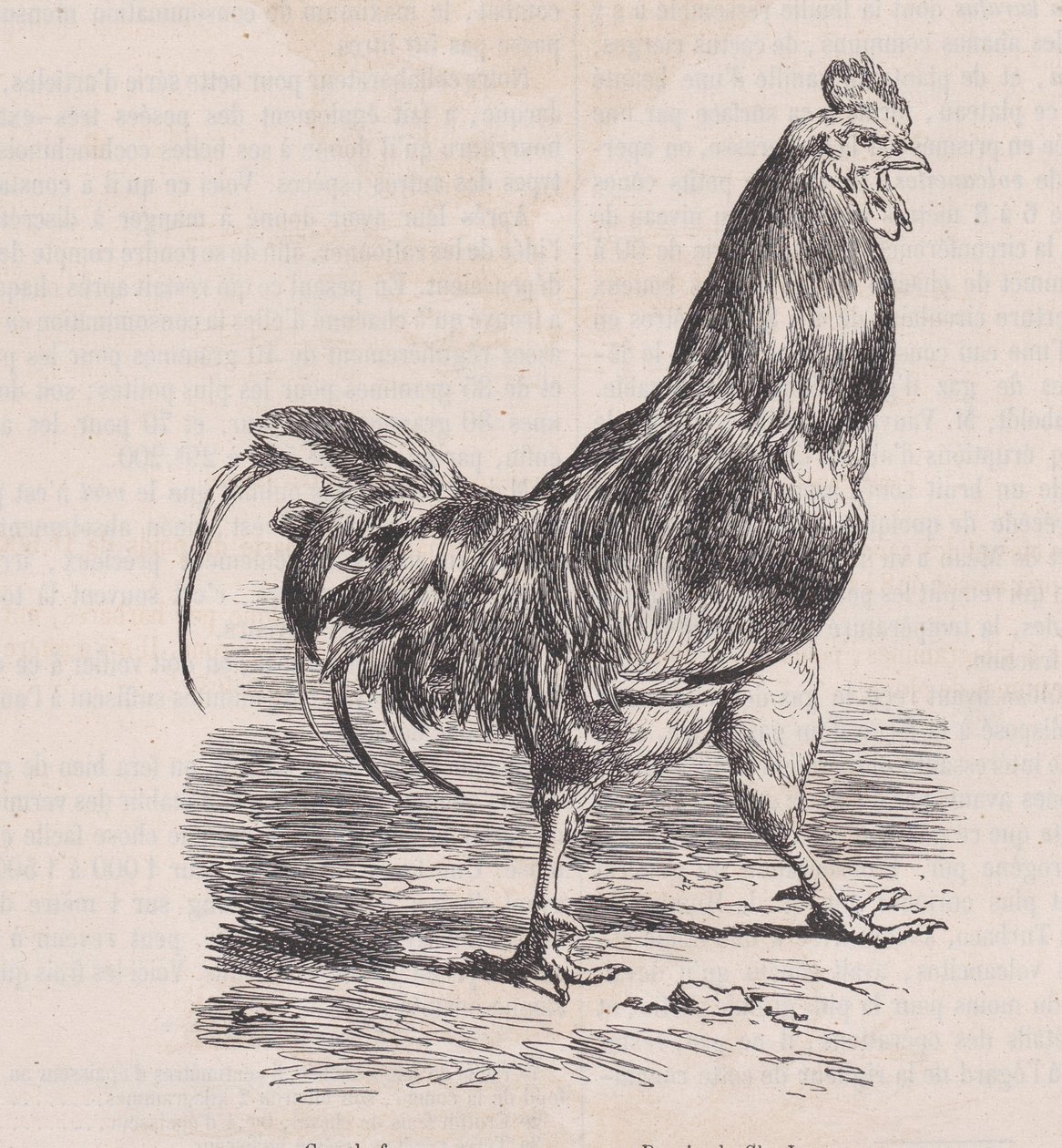 Tanyasi kakas, közönséges fajta, Magasin Pittoresque-ből, kb. 1852. alkotó: Charles Emile Jacque