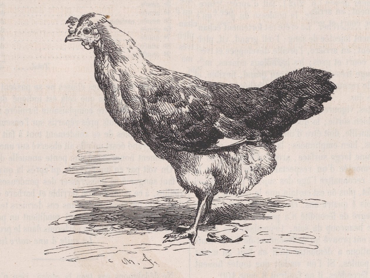 Közönséges francia tyúk, rossz réteg., Magasin Pittoresque-ből, kb. 1852. alkotó: Charles Emile Jacque