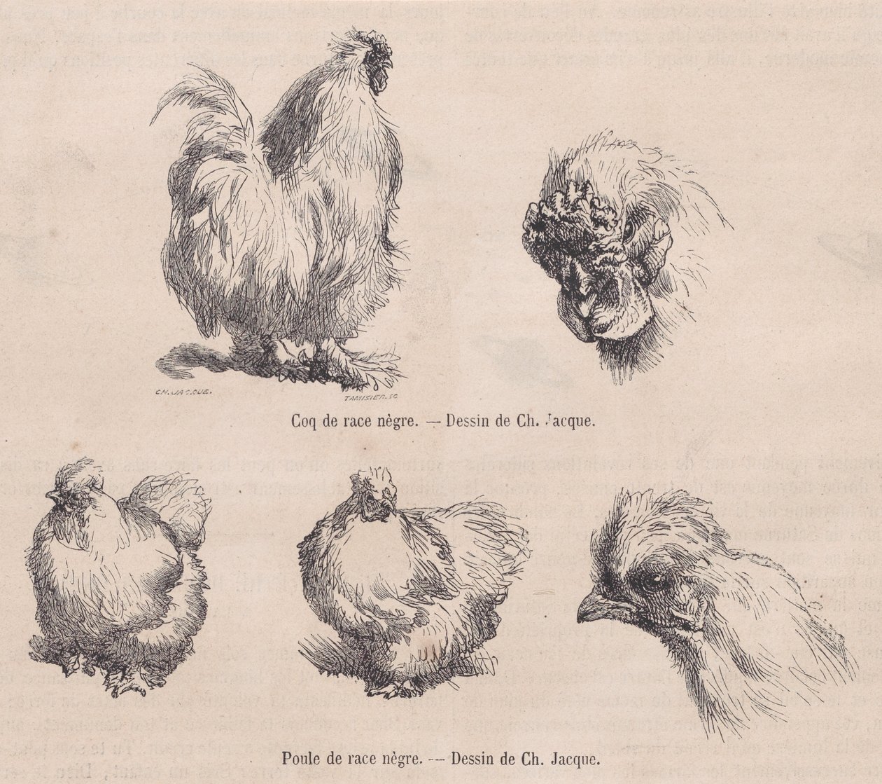 Silkie Cockerel és Silkie Hen, a Le Magasin Pittoresque-ből, 1861. szeptember alkotó: Charles Emile Jacque