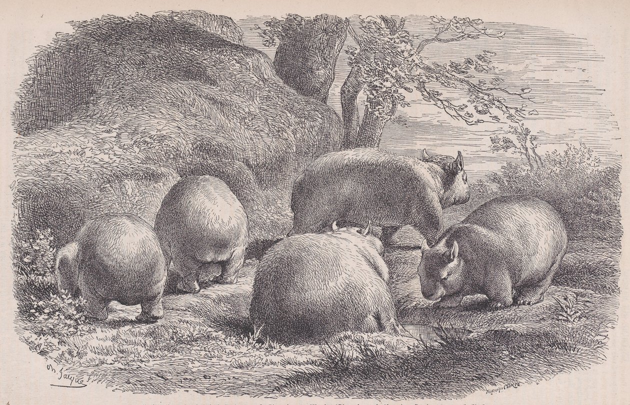 A Wombat, a Le Magasin Pittoresque-ből, kb. 1852. alkotó: Charles Emile Jacque