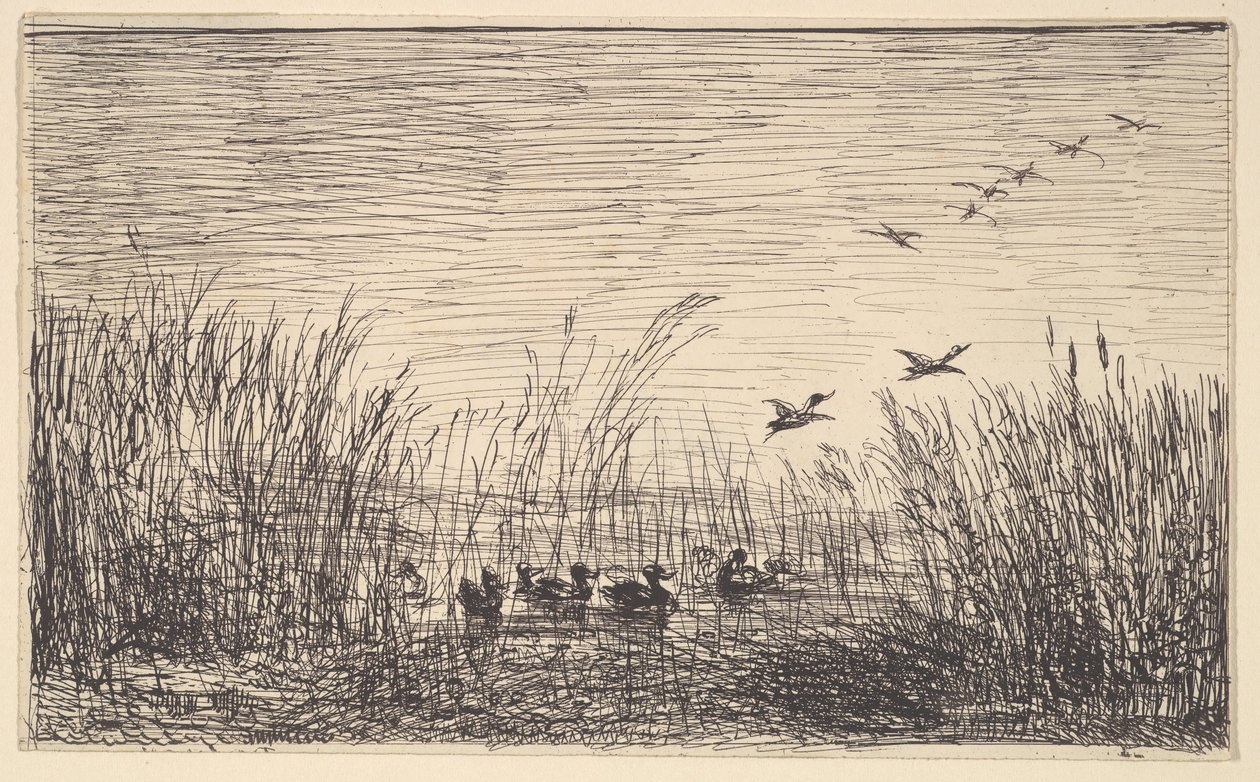 Ducks in the Marshes, [1862], újranyomva 1921-ben. alkotó: Charles Francois Daubigny