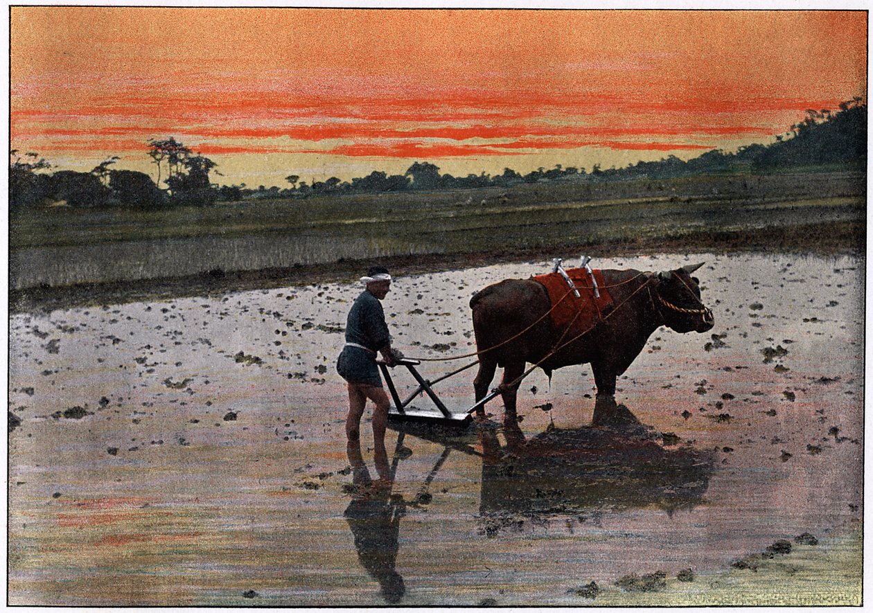 Rizsültetvény előkészítése Japánban, 1890 alkotó: Charles Gillot