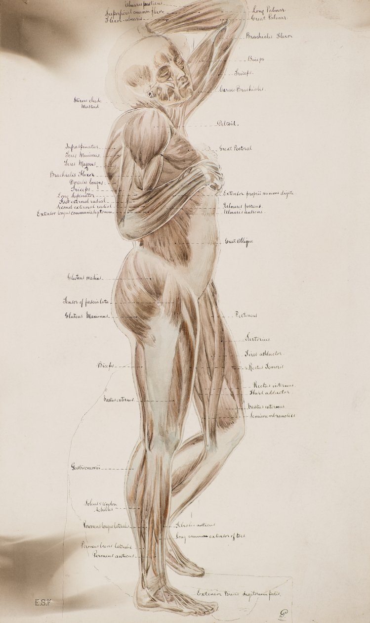 Tanulmány [Emberi izmok (felirattal)], 1884 körül (mosórajz) alkotó: Charles Gustav Louis Phillips