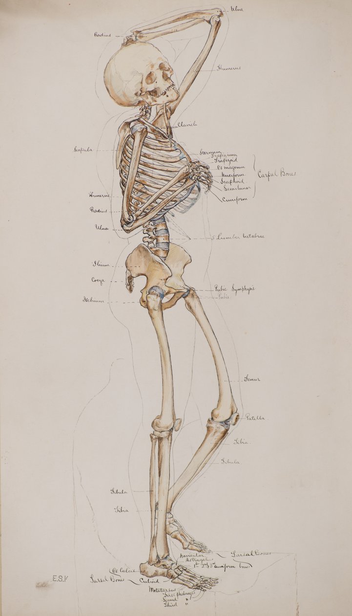 Tanulmány [Emberi csontváz (csontok felirattal)], 1884 körül (akvarell) alkotó: Charles Gustav Louis Phillips