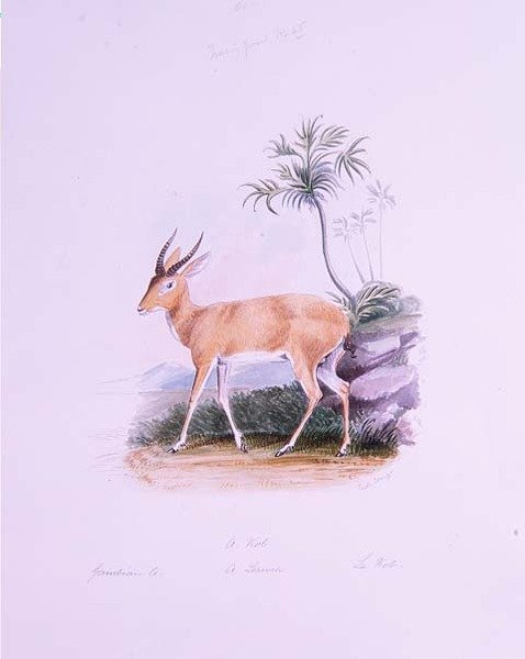 Kob James Edwin Edward Dawe, a The Ruminantia Vol. II (akvarell) alkotó: Charles Hamilton (after) Smith
