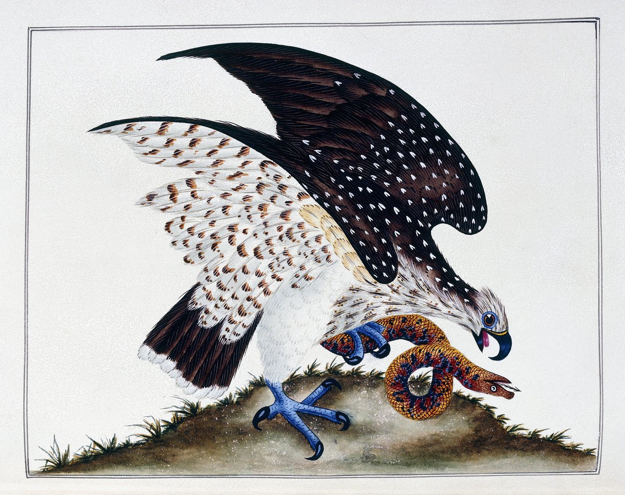 Ragadozómadár kígyóval, 1808-21 alkotó: Charles Hayes