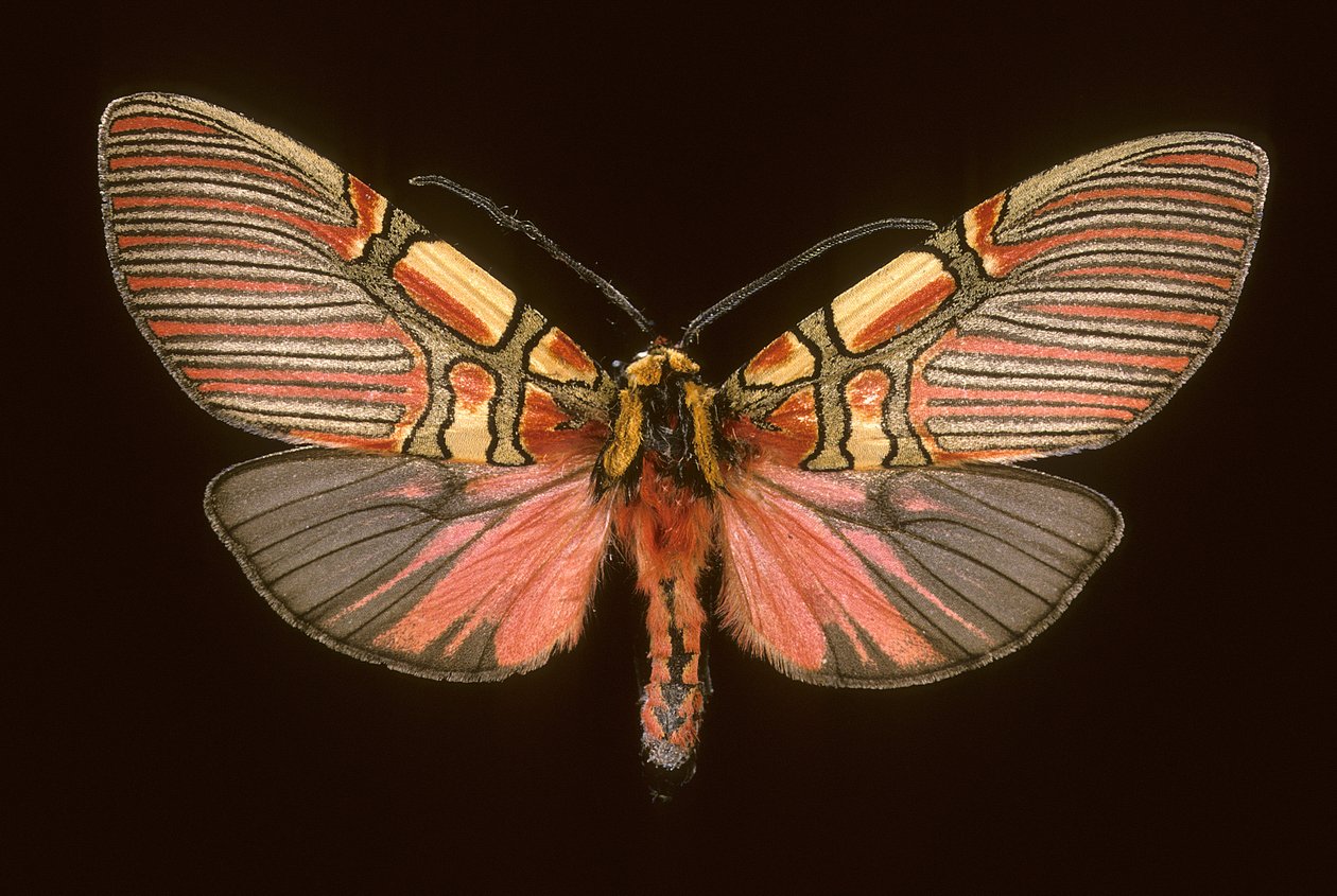 Anaxita constricta alkotó: Augustus Kollner