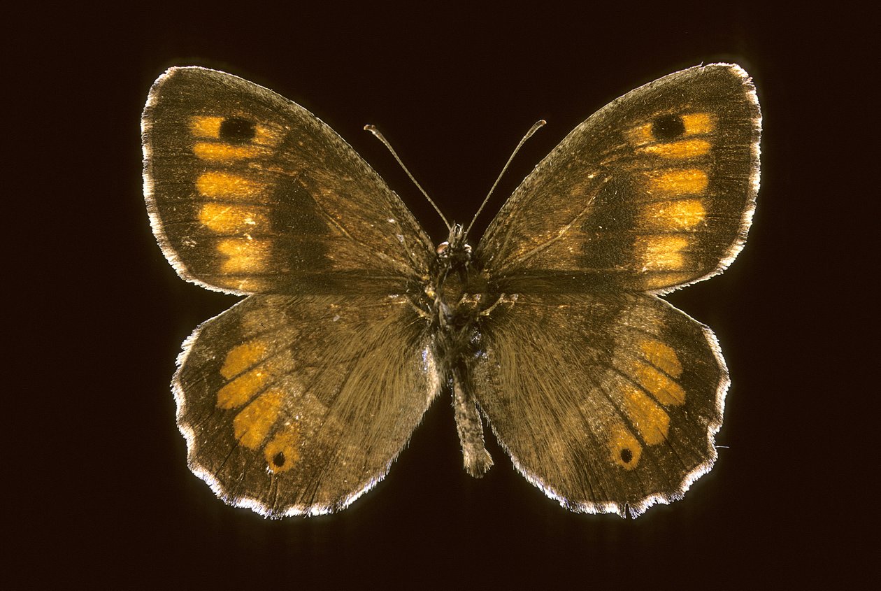Arethusana arethusa/Kis durva alkotó: Augustus Kollner